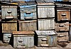 hive -22.jpg hive -22.jpg